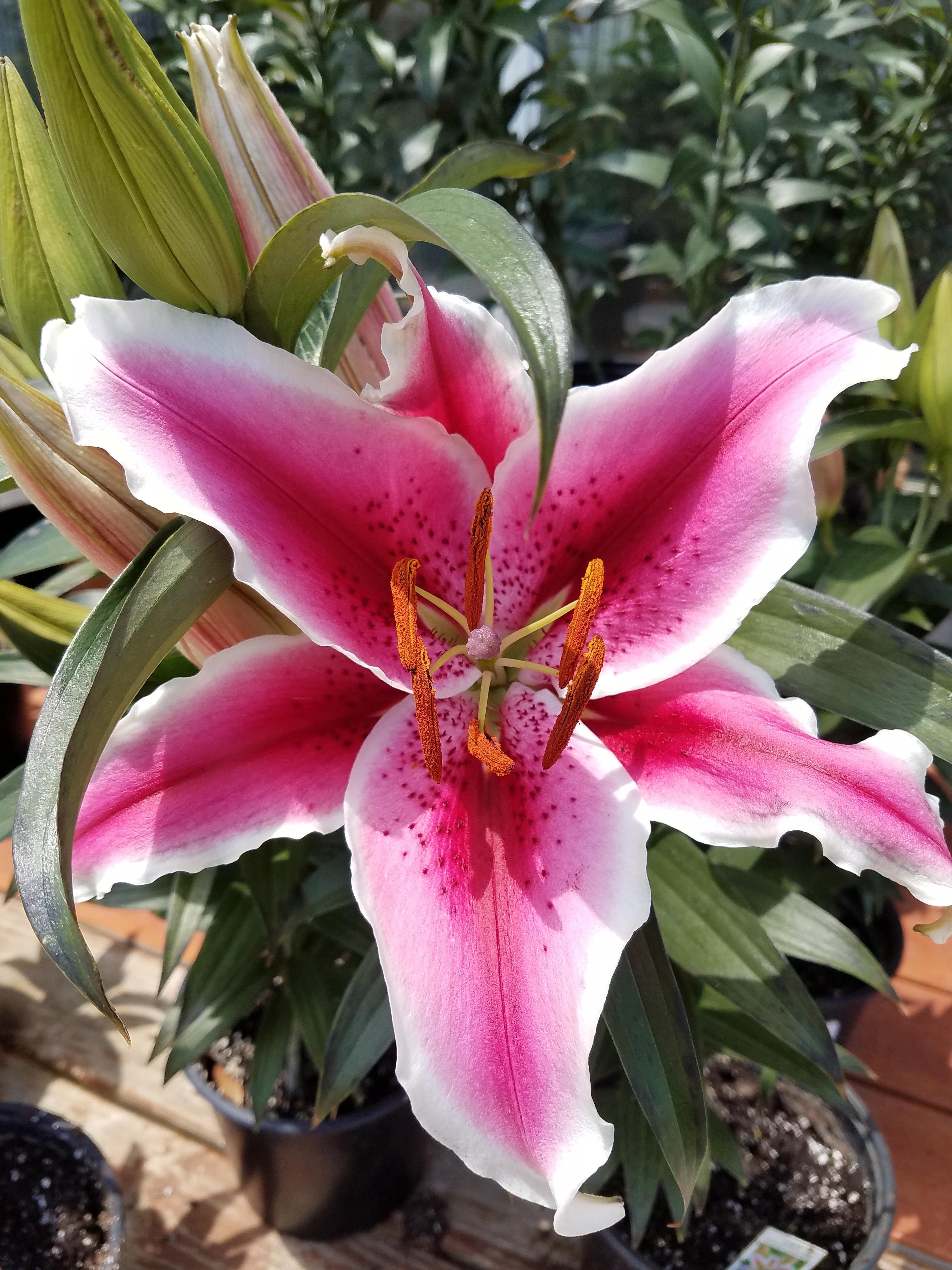 Lilies Oriental 'Starlight Express' - Oriental Lily for Pot (Shipping begins Jan. 2021) from Leo Berbee Bulb Company