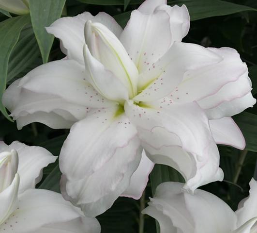 Lilies Double Oriental Lotus Pure from Leo Berbee Bulb Company