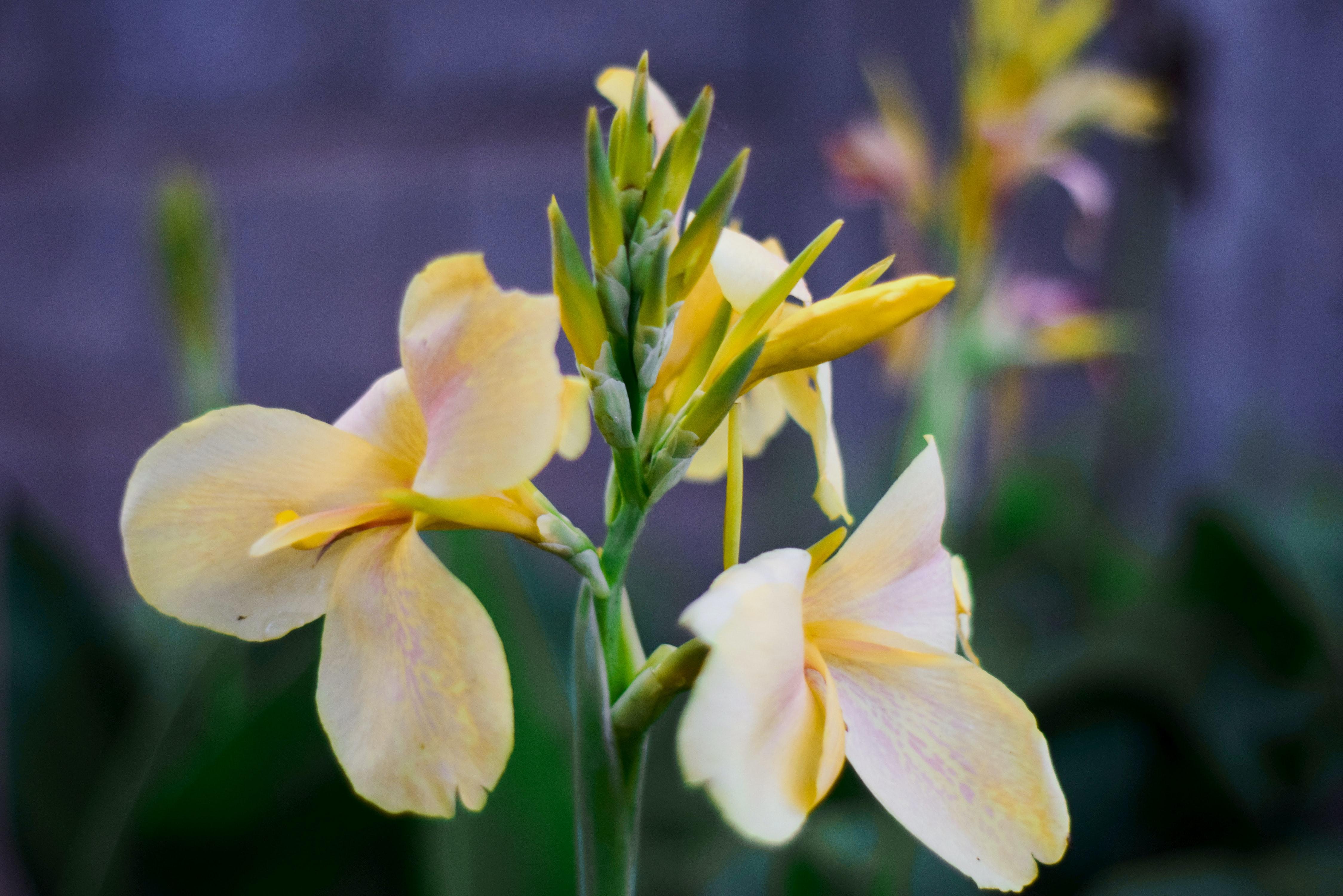 Canna 'Primrose Yellow' - Canna (Shipping begins March 2021) from Leo Berbee Bulb Company