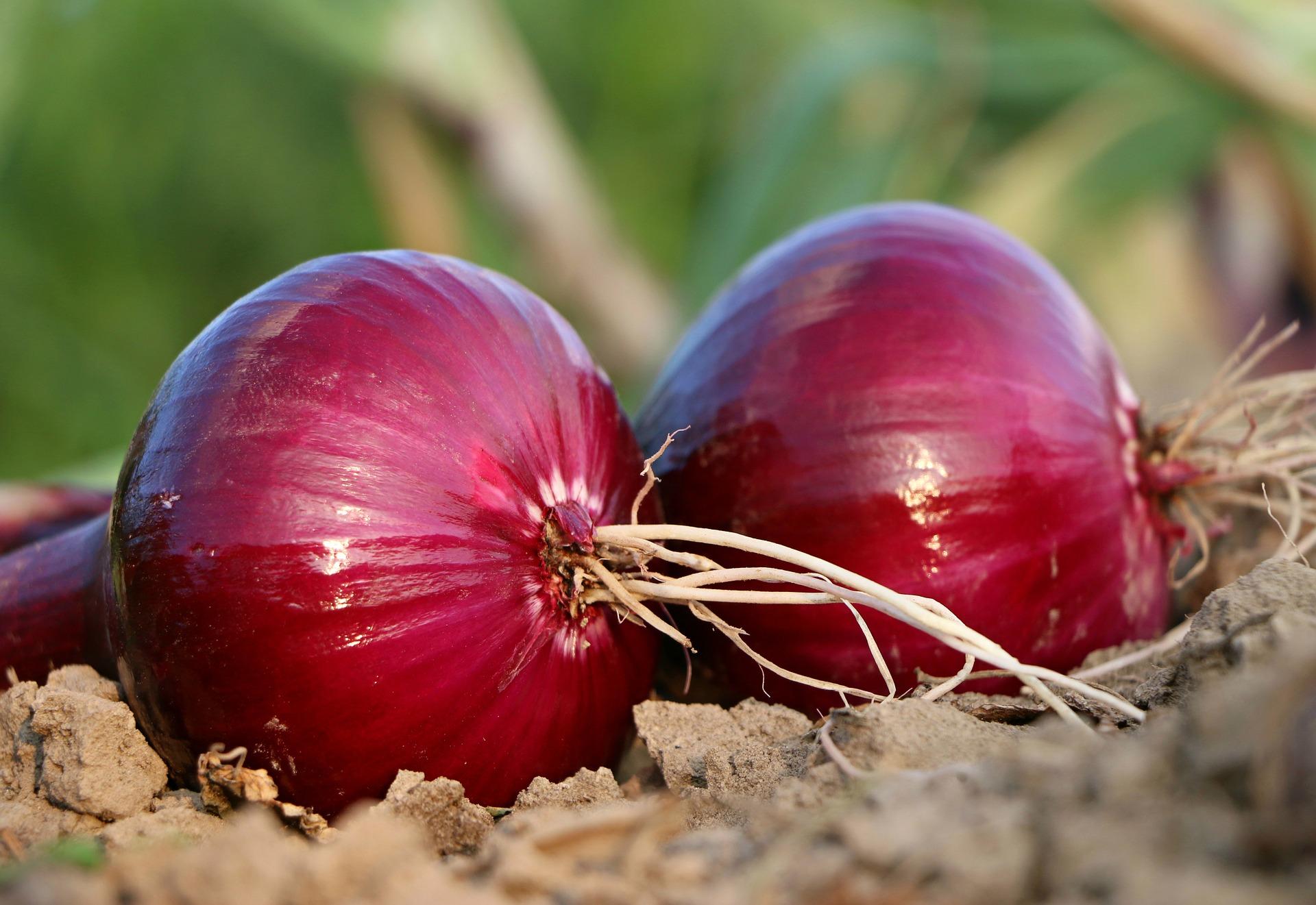 Onions 'Karmen Red' - Onions (Shipping begins Mar. 2021) from Leo Berbee Bulb Company