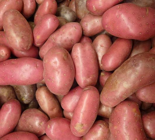 Seed Potato Red Pontiac from Leo Berbee Bulb Company