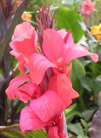 Canna 'Aprodite/Pink Futurity' - Canna (Shipping begins March 2021) from Leo Berbee Bulb Company