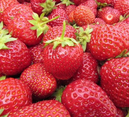 Strawberries Junebearing Honeoye from Leo Berbee Bulb Company