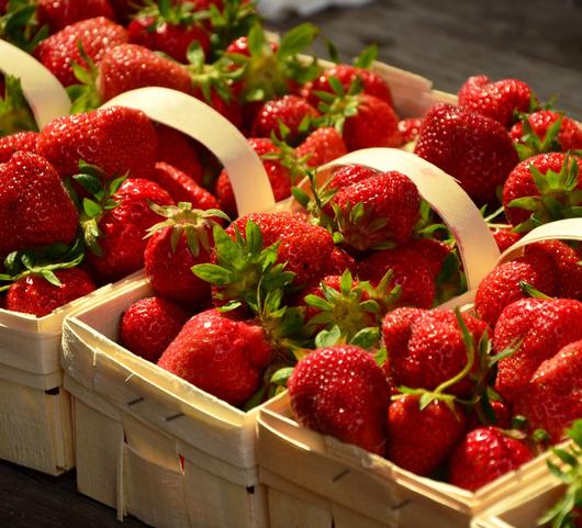 Strawberries Everbearing Quinault from Leo Berbee Bulb Company