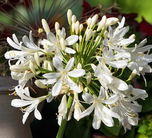 Agapanthus White from Leo Berbee Bulb Company