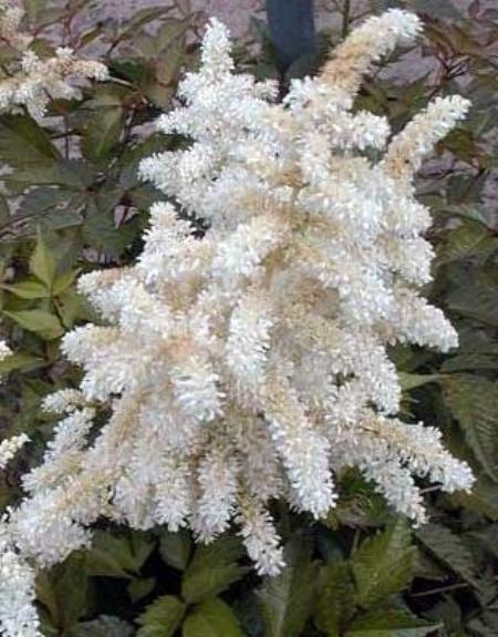 Astilbe 'White' - Vision in White (Shipping begins Feb. 2021) from Leo Berbee Bulb Company