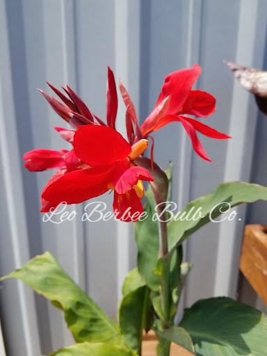 Canna 'The President' - Canna (Shipping begins March 2021) from Leo Berbee Bulb Company