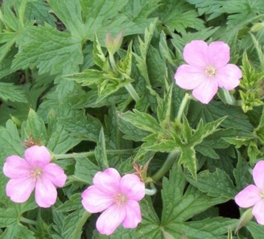 Geranium End Wargrave Pink from Leo Berbee Bulb Company