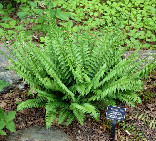 Polystichum Acrostichoides Christmas from Leo Berbee Bulb Company