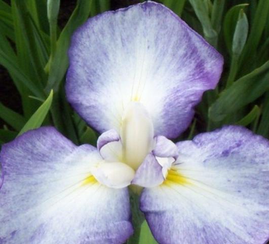 Iris Ensata Gracieuse from Leo Berbee Bulb Company