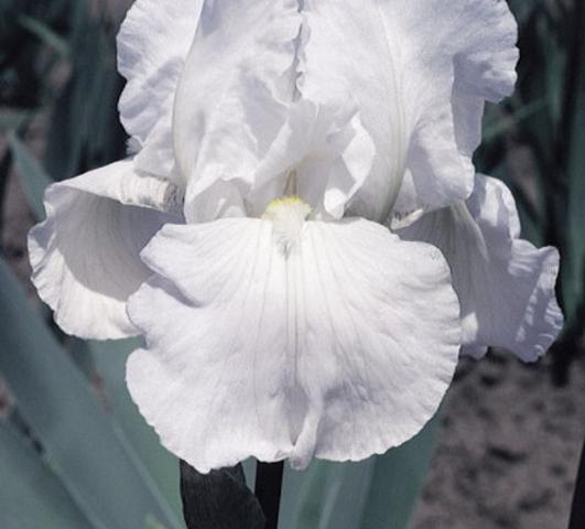 Iris Germanica White from Leo Berbee Bulb Company