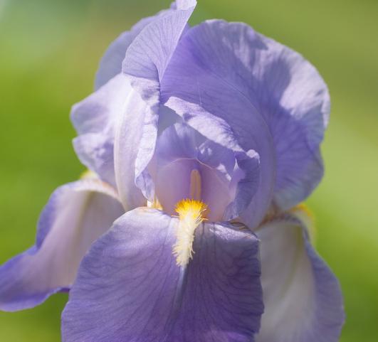 Iris Germanica Blue from Leo Berbee Bulb Company