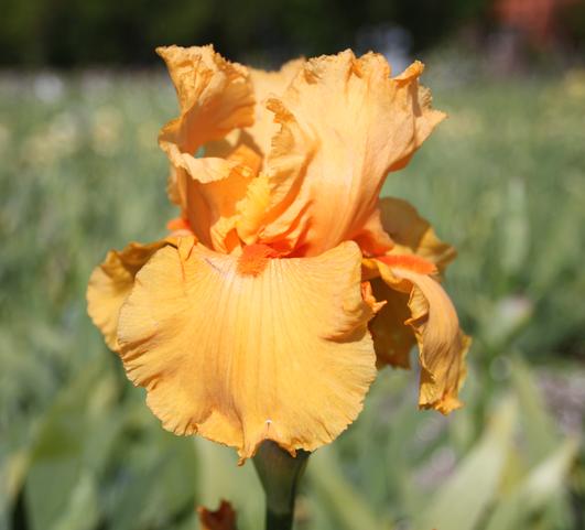 Iris Germanica Orange from Leo Berbee Bulb Company