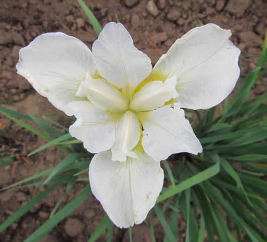 Iris Siberica White Swirl from Leo Berbee Bulb Company