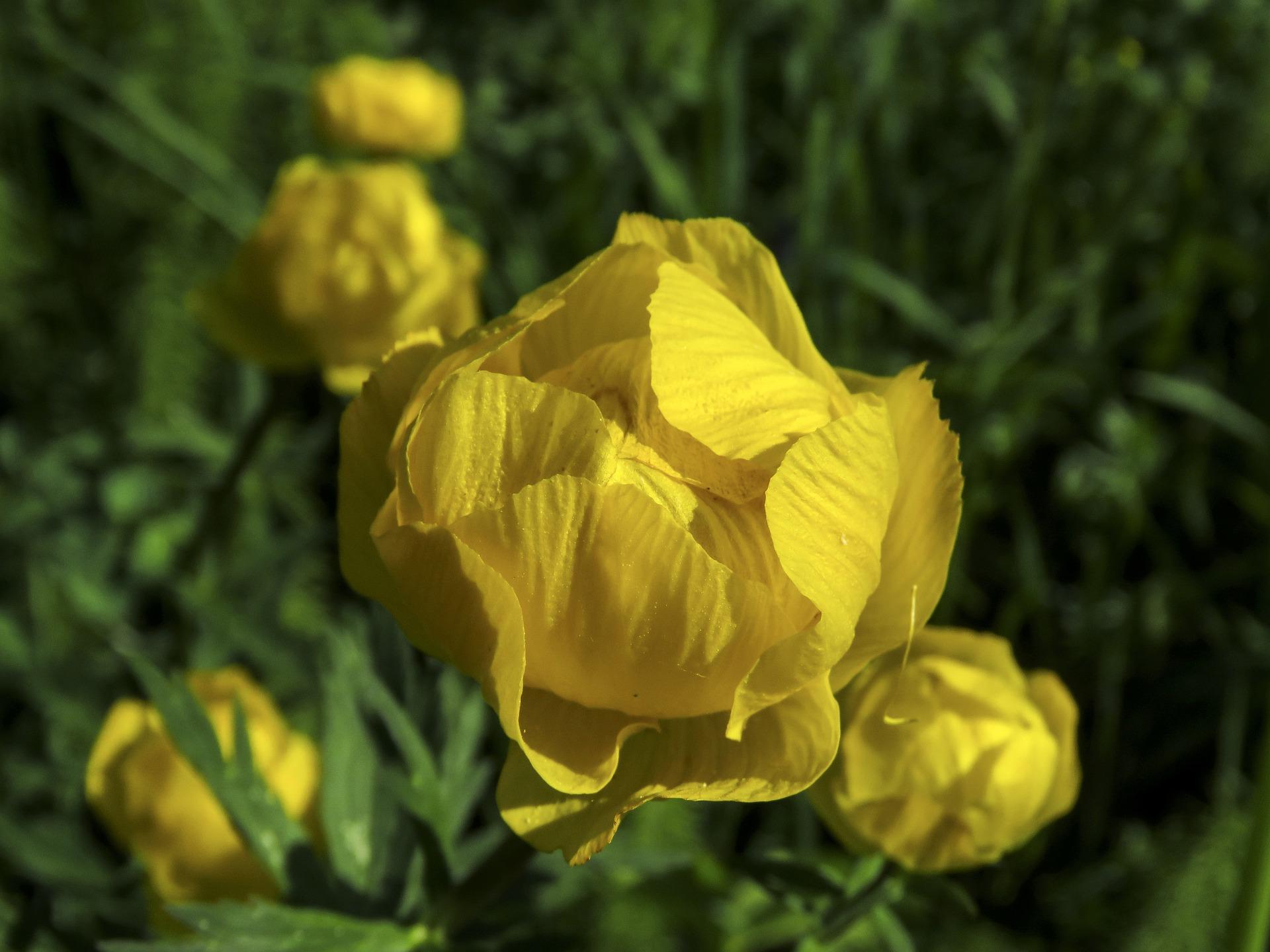 Trollius 'Lemon Queen' - Globe Flower (Shipping begins Feb. 2021) from Leo Berbee Bulb Company