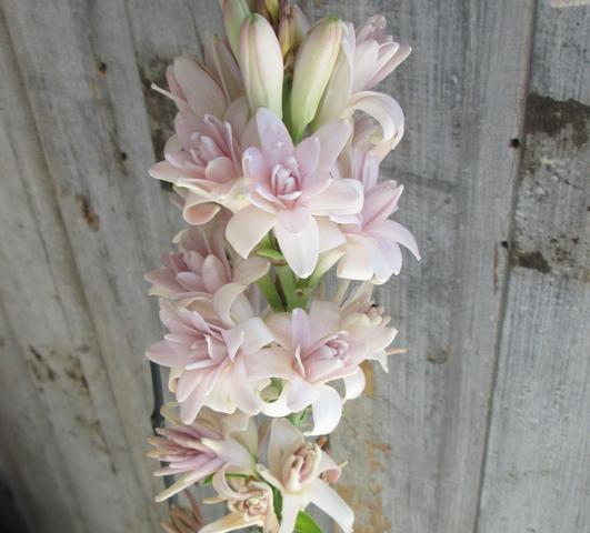 Polianthes Tuberosa Pink Parfait from Leo Berbee Bulb Company