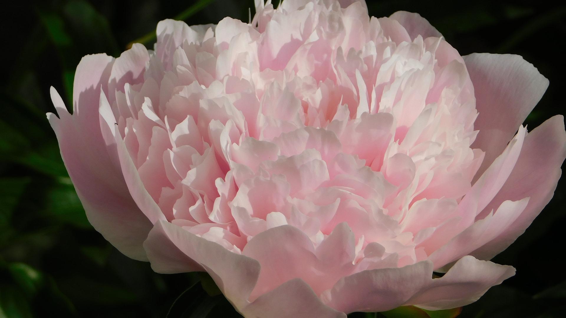 Peony lactiflora 'Sarah Bernhardt' - Peony from Leo Berbee Bulb Company