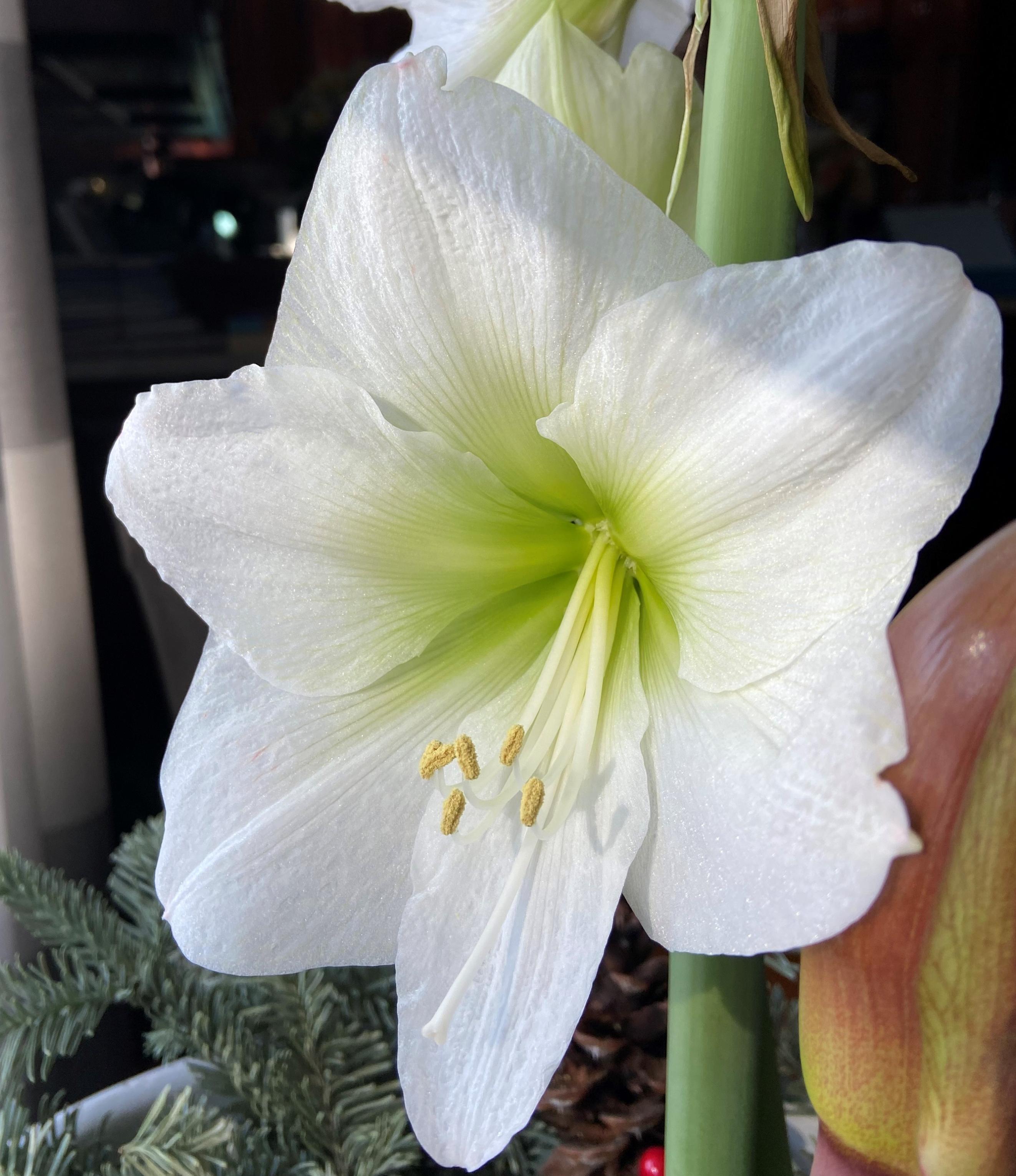 Hippeastrum Southern Hemisphere 'Denver' - Christmas Forcing Amaryllis from Leo Berbee Bulb Company