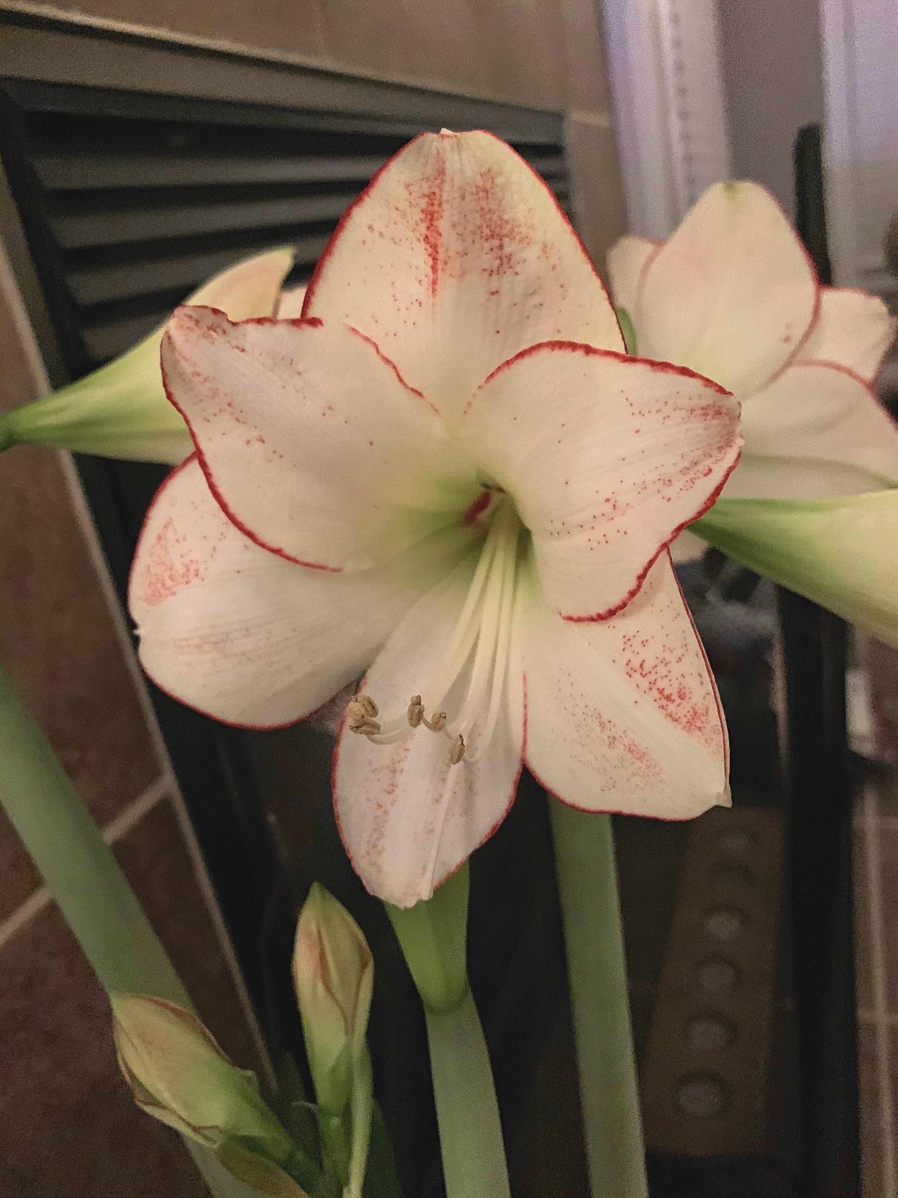 Hippeastrum Southern Hemisphere 'Picasso' - Christmas Forcing Amaryllis from Leo Berbee Bulb Company
