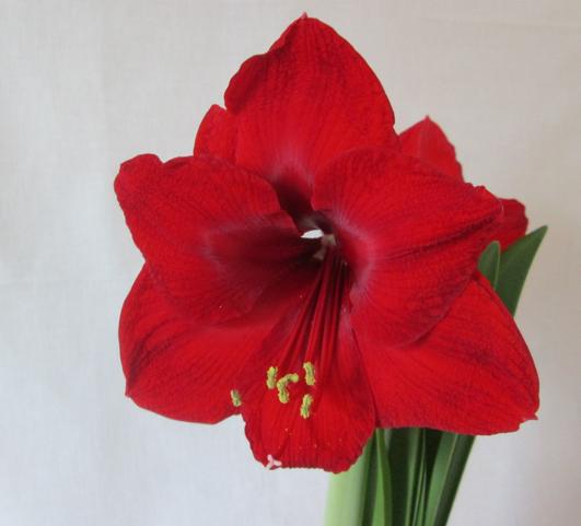 Hippeastrum Southern Hemisphere Red Lion/Olaf from Leo Berbee Bulb Company