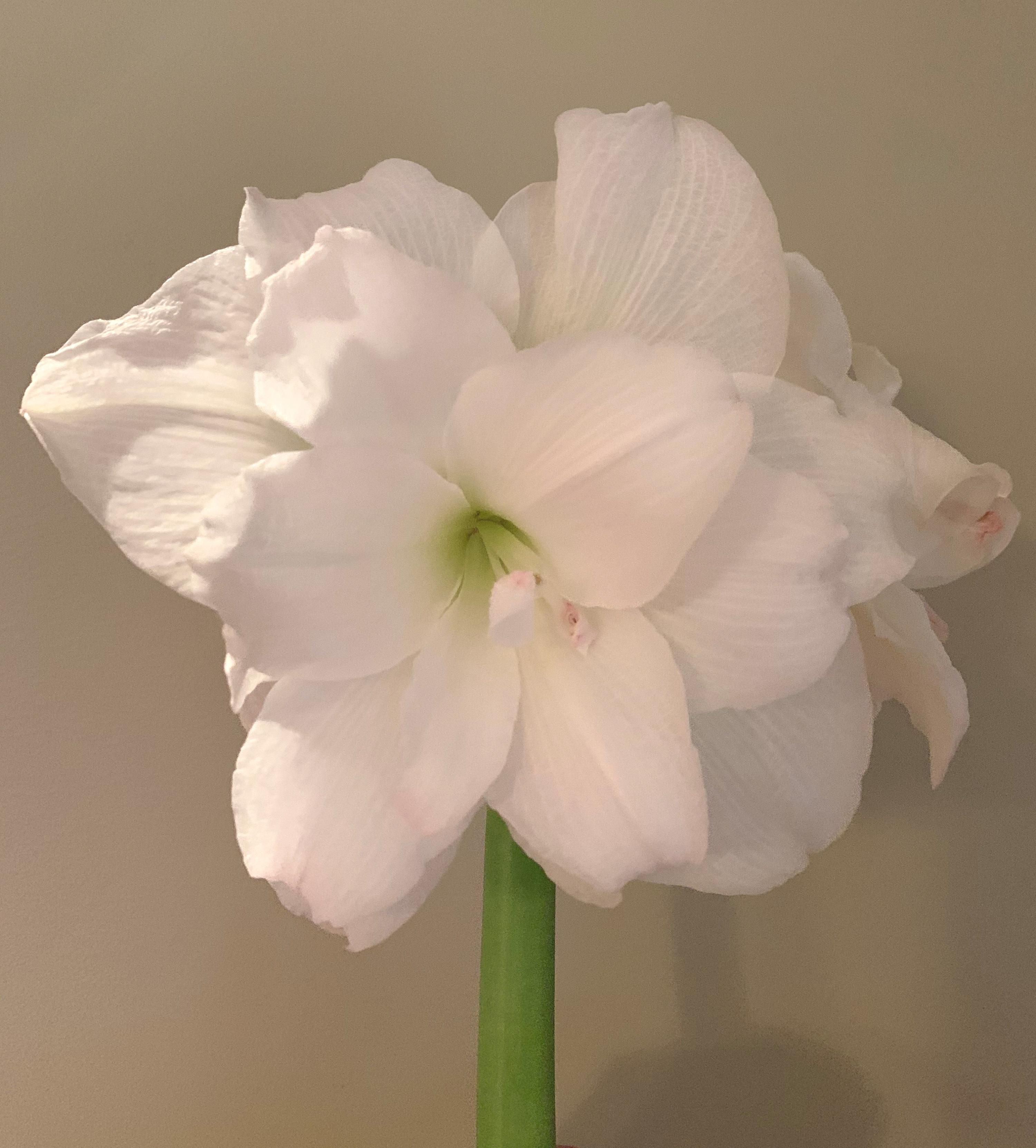 Hippeastrum Southern Hemisphere 'Ice Queen' - Christmas Forcing Amaryllis from Leo Berbee Bulb Company