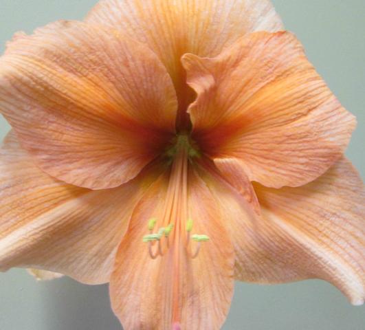 Hippeastrum Holland Bouquet from Leo Berbee Bulb Company