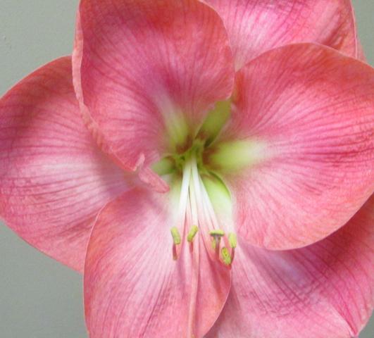 Hippeastrum Holland Dutch Belle from Leo Berbee Bulb Company