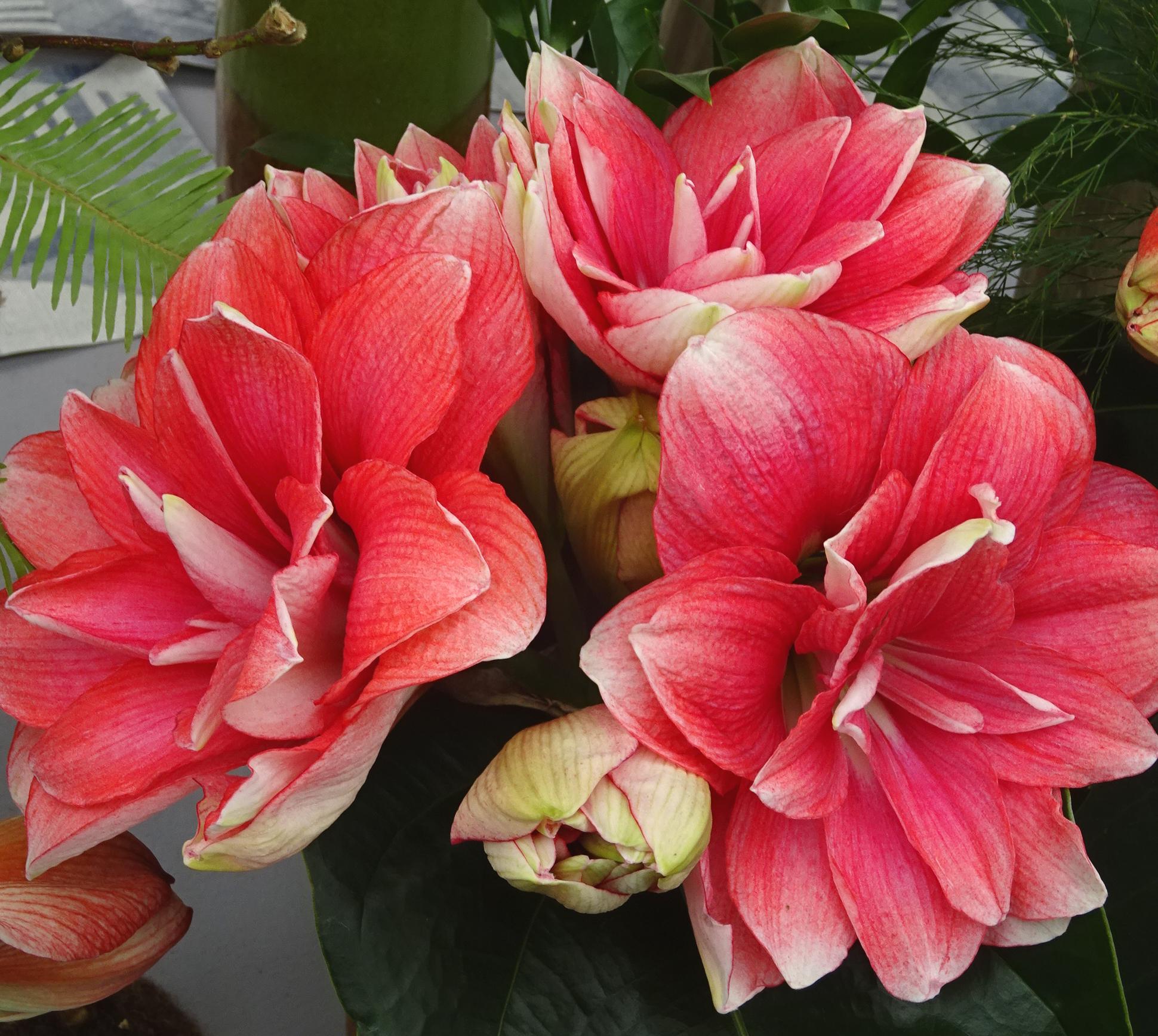 Hippeastrum Holland 'Double Dream' - Amaryllis (Shipping begins Oct. 2021) from Leo Berbee Bulb Company