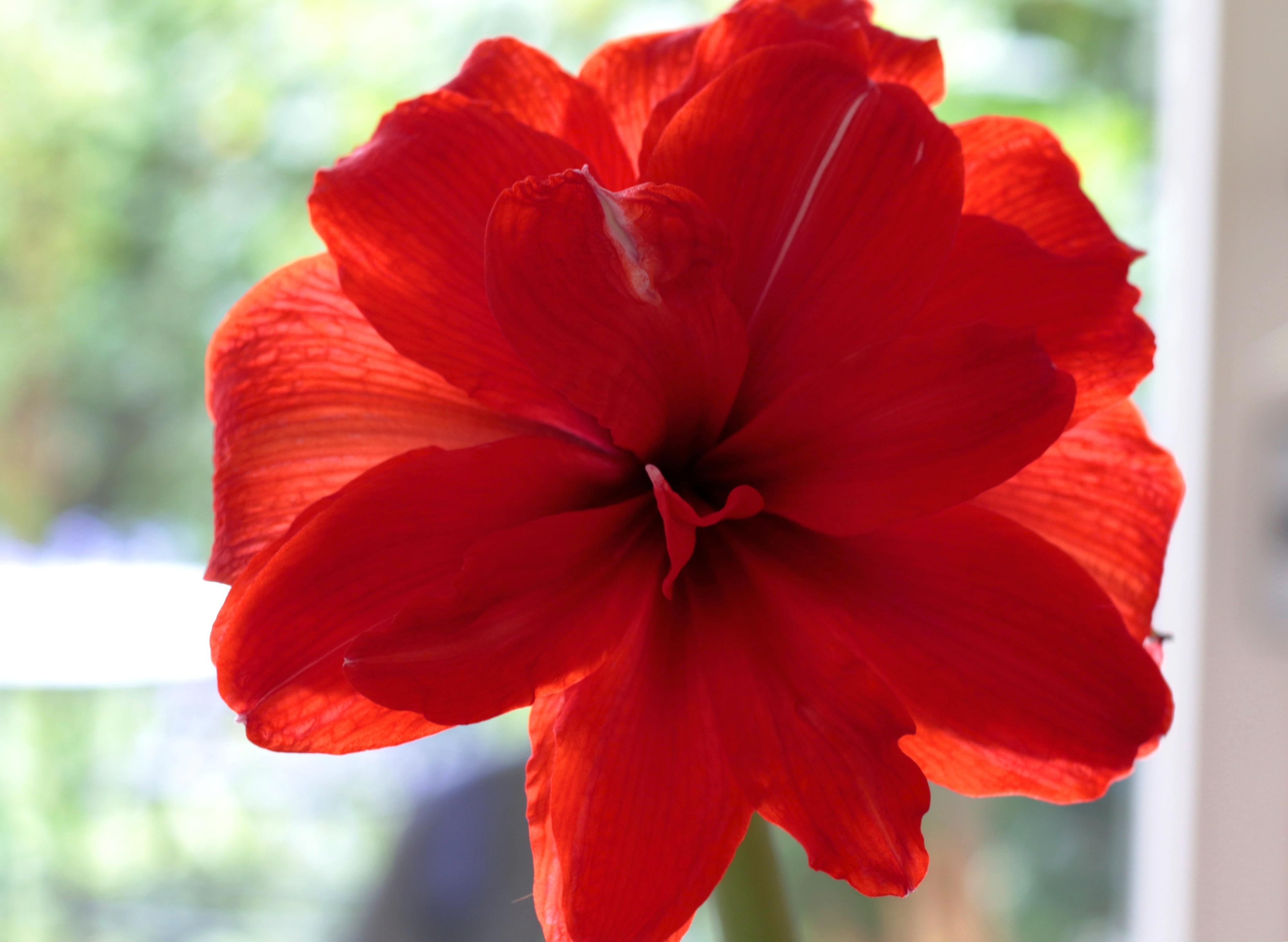 Hippeastrum Holland 'Double King' - Amaryllis (Shipping begins Oct. 2021) from Leo Berbee Bulb Company