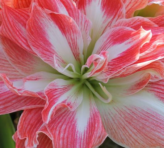 Hippeastrum Holland - Triple Flowering Pretty Nymph from Leo Berbee Bulb Company