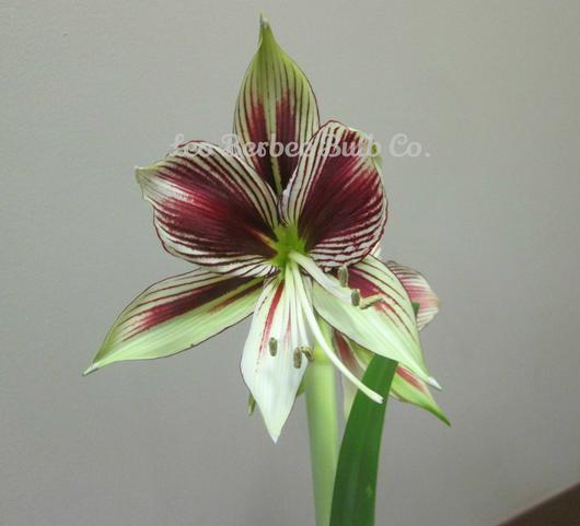 Hippeastrum Holland - Specialty Type Papilio from Leo Berbee Bulb Company