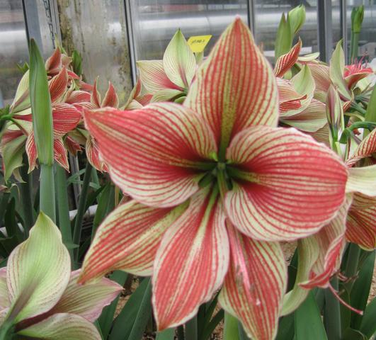 Hippeastrum Holland - Specialty Type Exotic Star from Leo Berbee Bulb Company