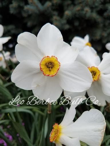 Daffodil Poeticus 'Actaea' - from Leo Berbee Bulb Company