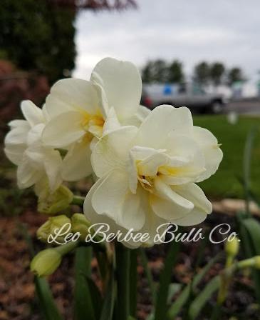 Daffodil Double 'Cheerfulness' - from Leo Berbee Bulb Company