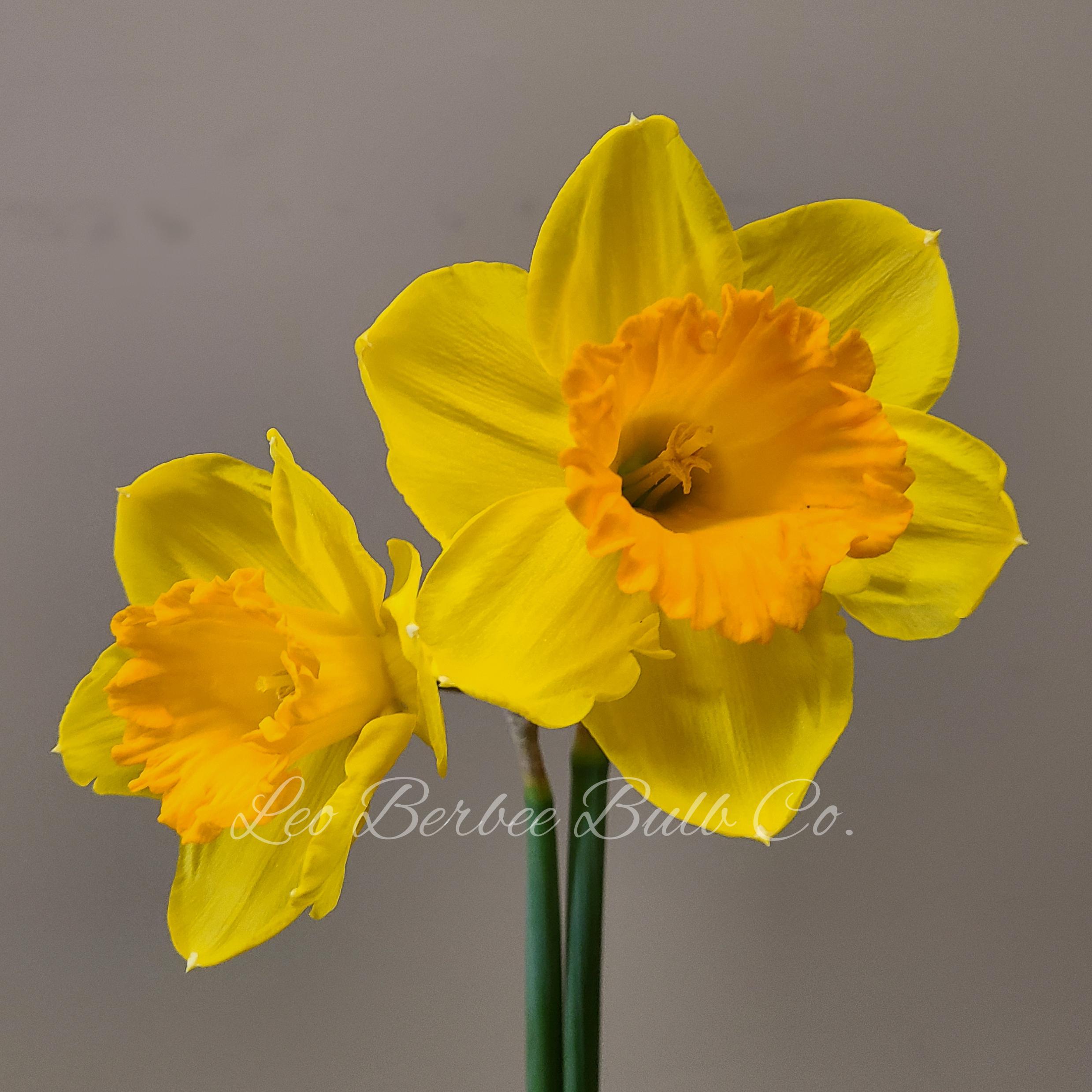 Daffodil Large Cupped Fortune from Leo Berbee Bulb Company