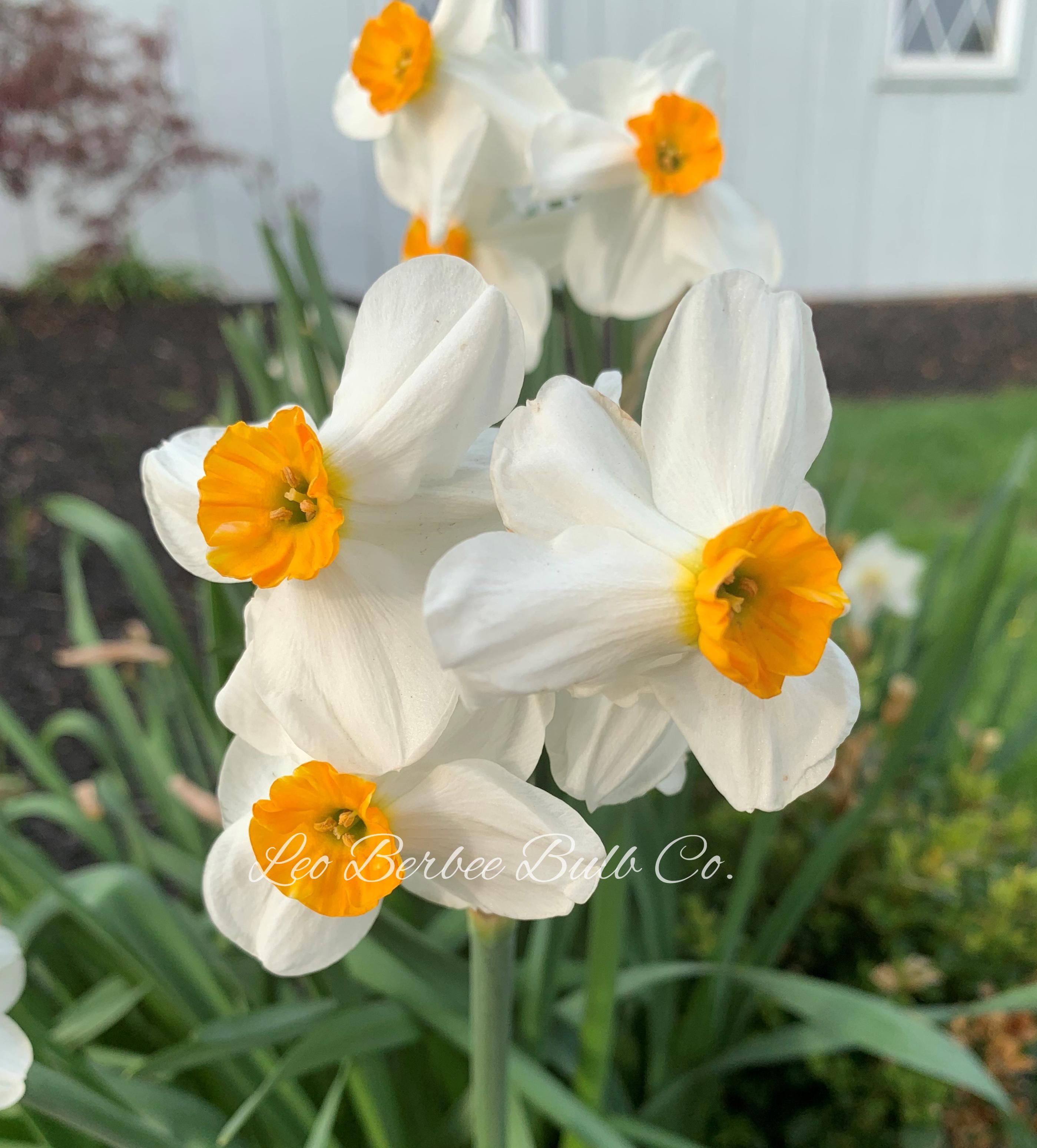 Daffodil Tazetta 'Geranium' - Pre-Order for Fall 2022 from Leo Berbee Bulb Company