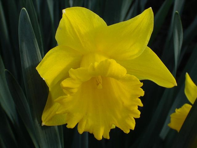 Daffodil Trumpet 'King Alfred' - from Leo Berbee Bulb Company