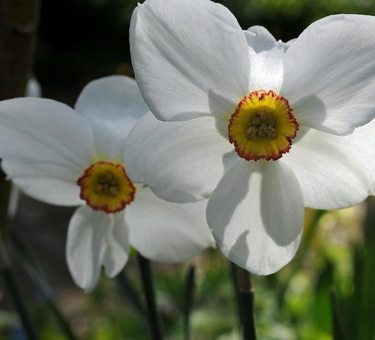 Daffodil Poeticus Recurvus from Leo Berbee Bulb Company