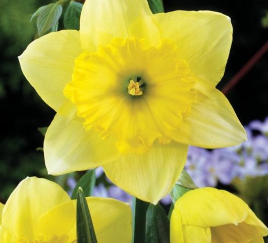Daffodil Large Cupped St Patricks Day from Leo Berbee Bulb Company