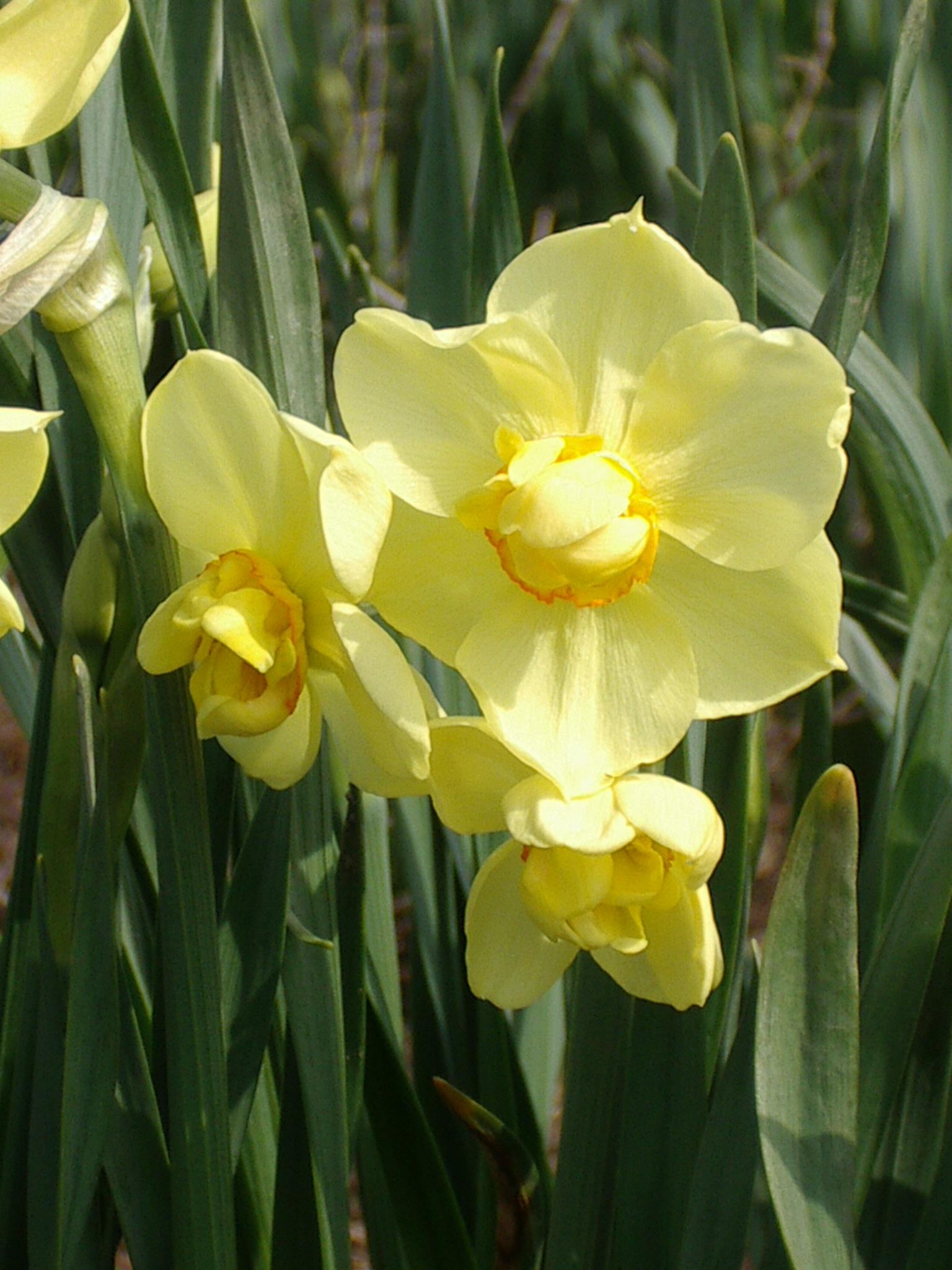 Daffodil Double 'Yellow Cheerfulness' - from Leo Berbee Bulb Company