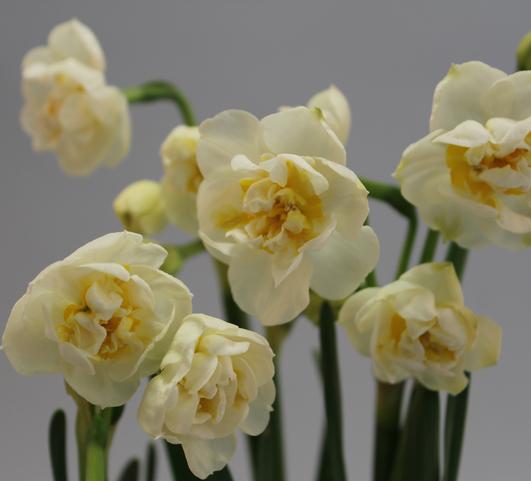 Daffodil Double Bridal Crown from Leo Berbee Bulb Company