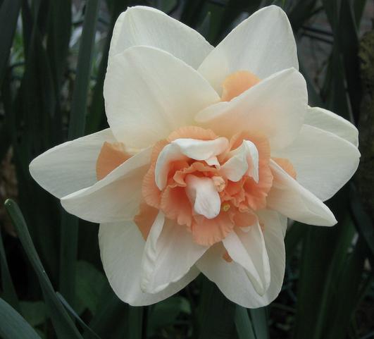 Daffodil Double Delnashaugh from Leo Berbee Bulb Company