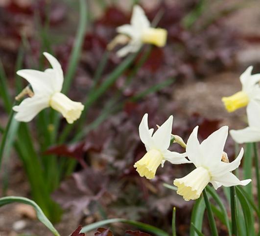 Daffodil Cyclamineus Jenny from Leo Berbee Bulb Company