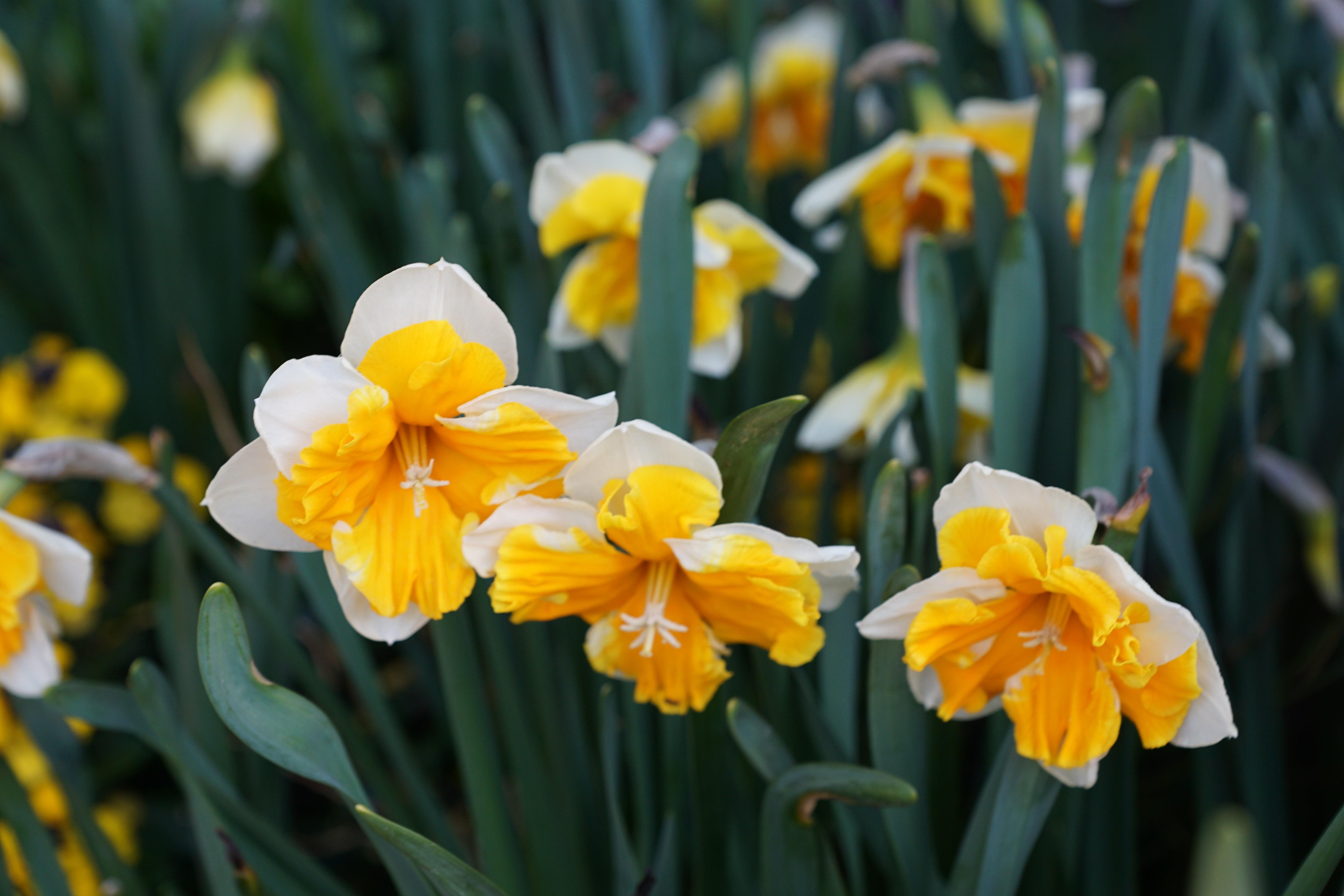 Daffodil Split Cupped 'Orangery' - from Leo Berbee Bulb Company