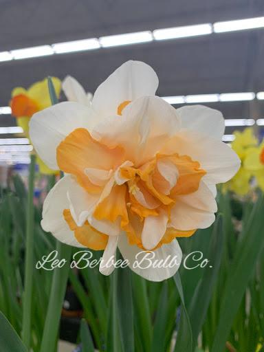 Daffodil Double 'Replete' - from Leo Berbee Bulb Company