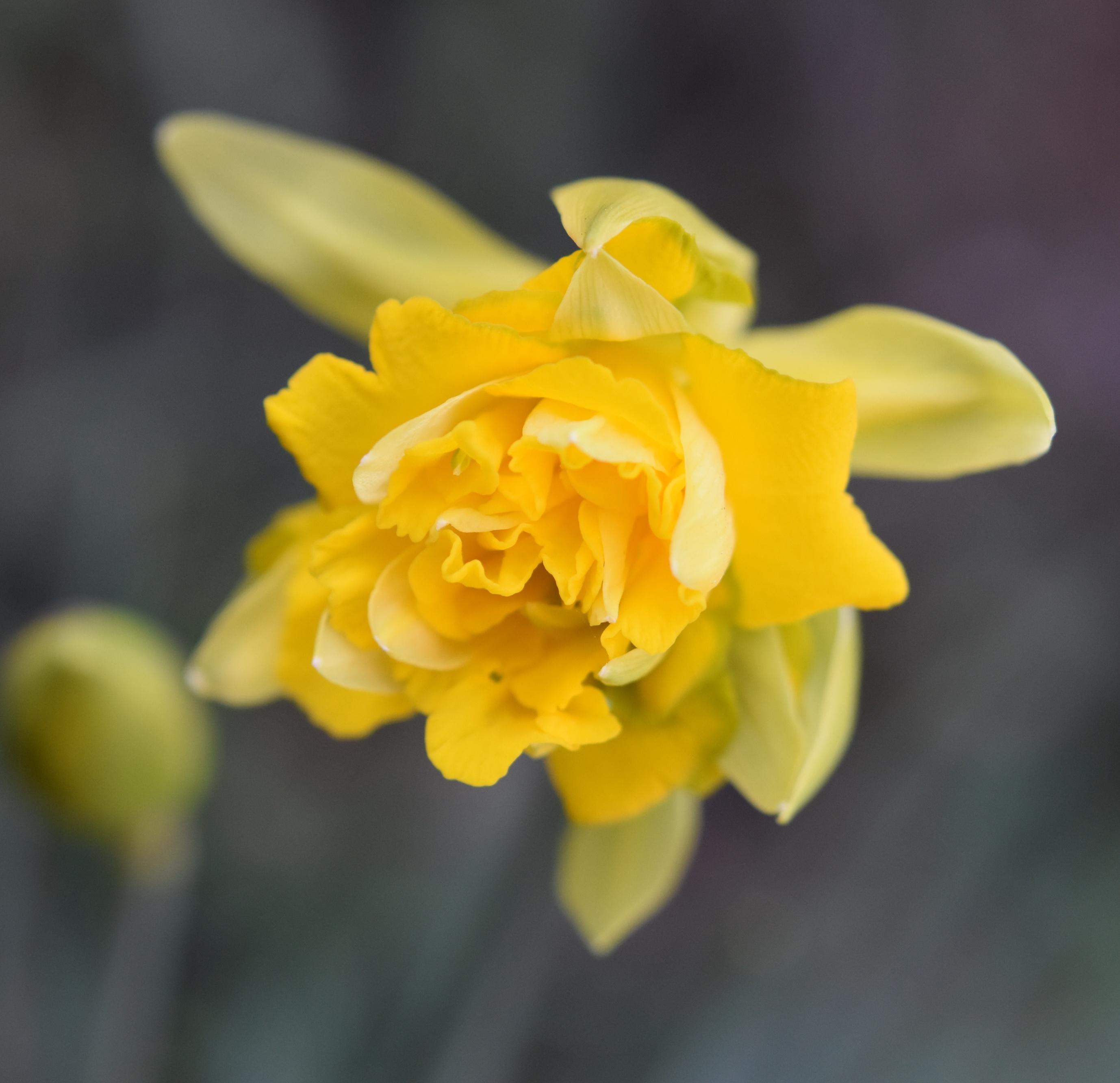 Daffodil Double 'Tete Boucle' - from Leo Berbee Bulb Company