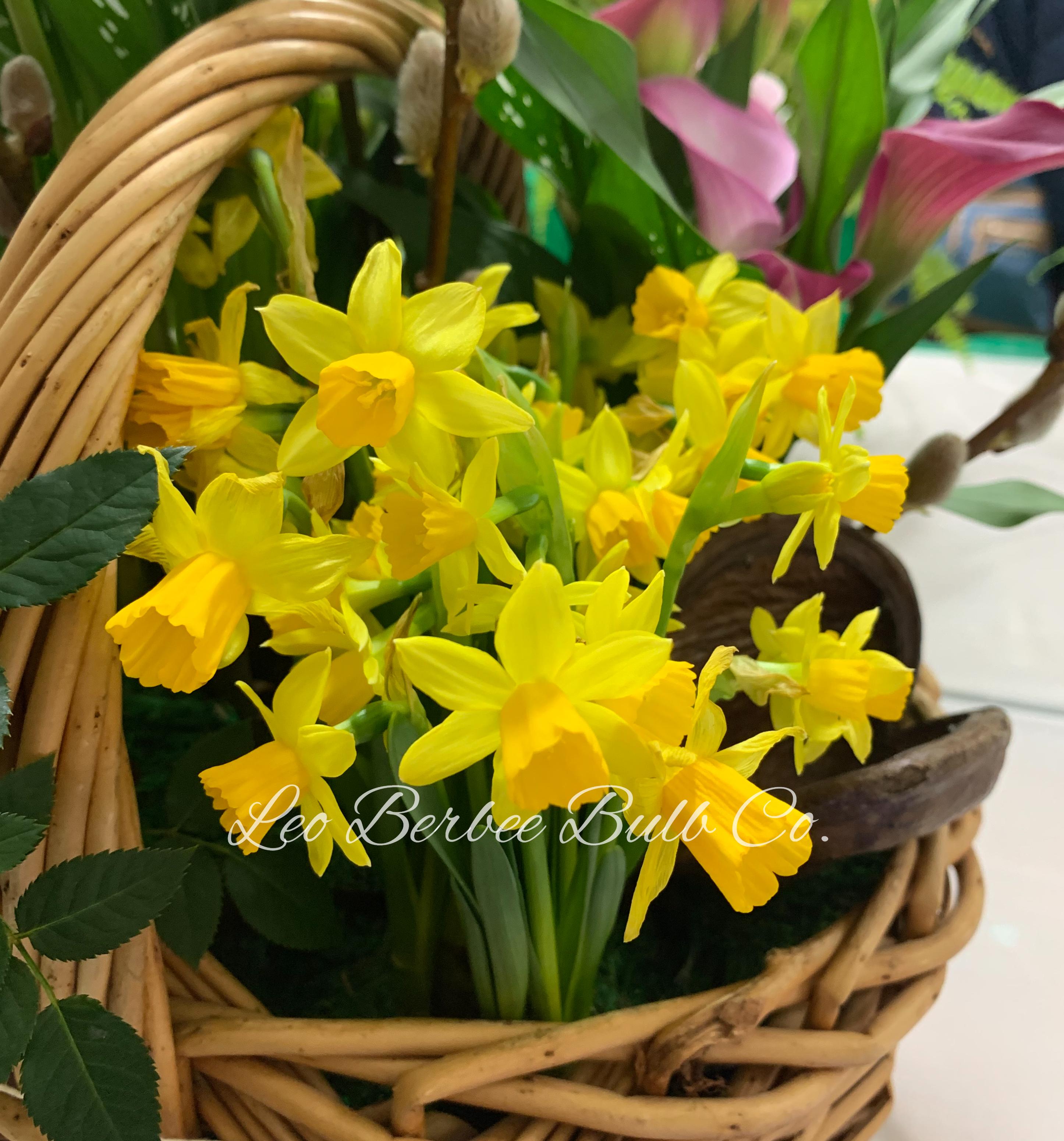 Daffodil Miniature Tete a Tete from Leo Berbee Bulb Company