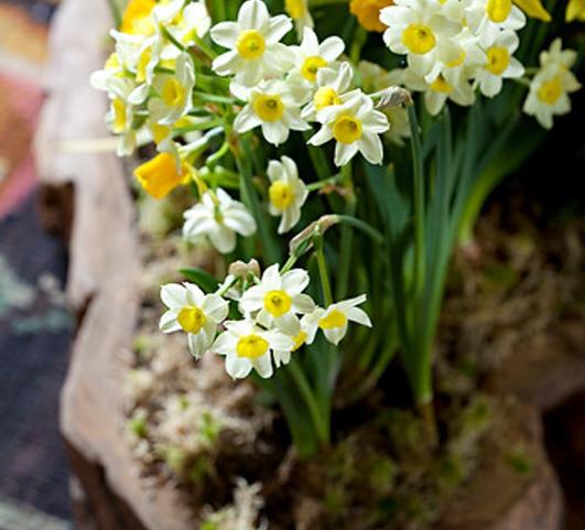 Daffodil Miniature Tete a Tete White from Leo Berbee Bulb Company