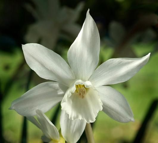 Daffodil Triandrus Thalia from Leo Berbee Bulb Company