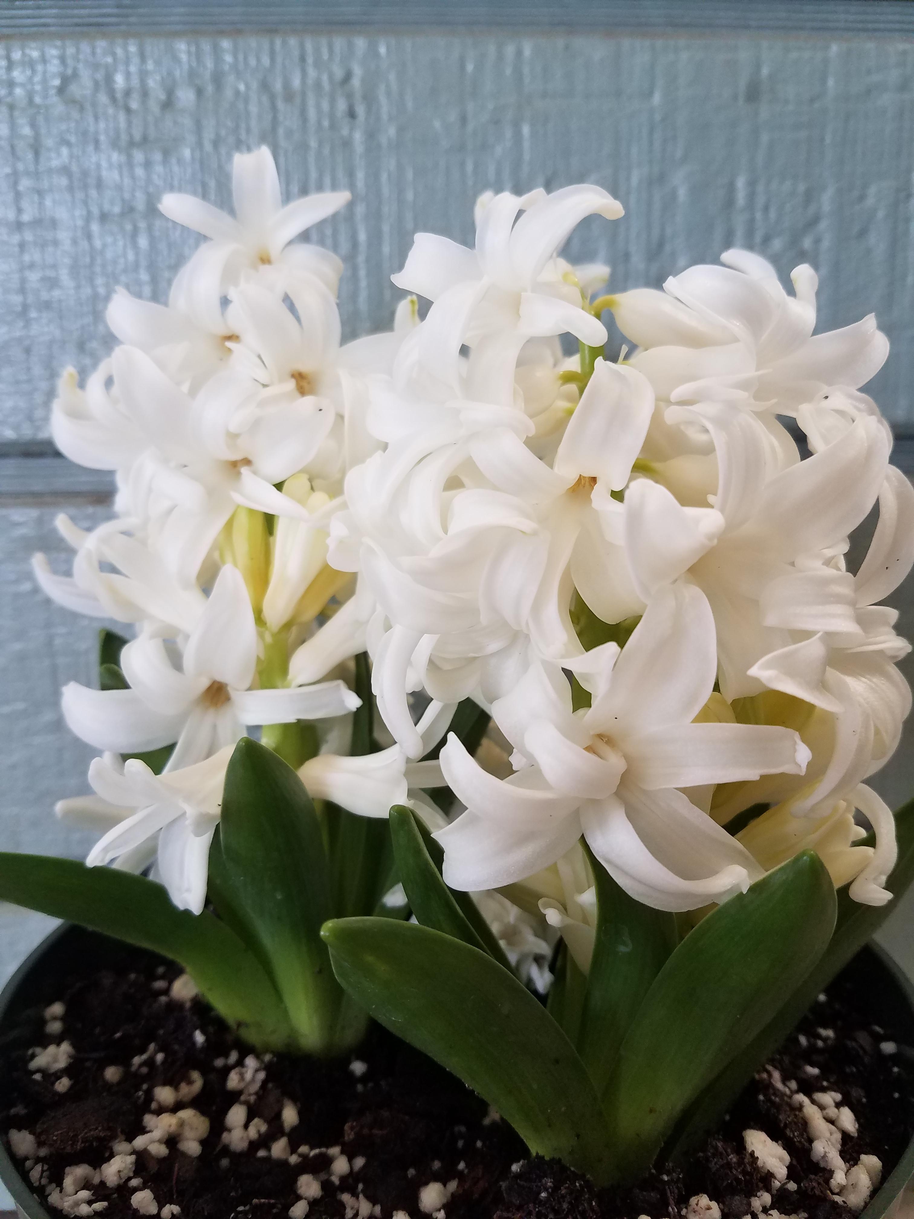 Hyacinth 'White Pearl' - Hyacinth from Leo Berbee Bulb Company